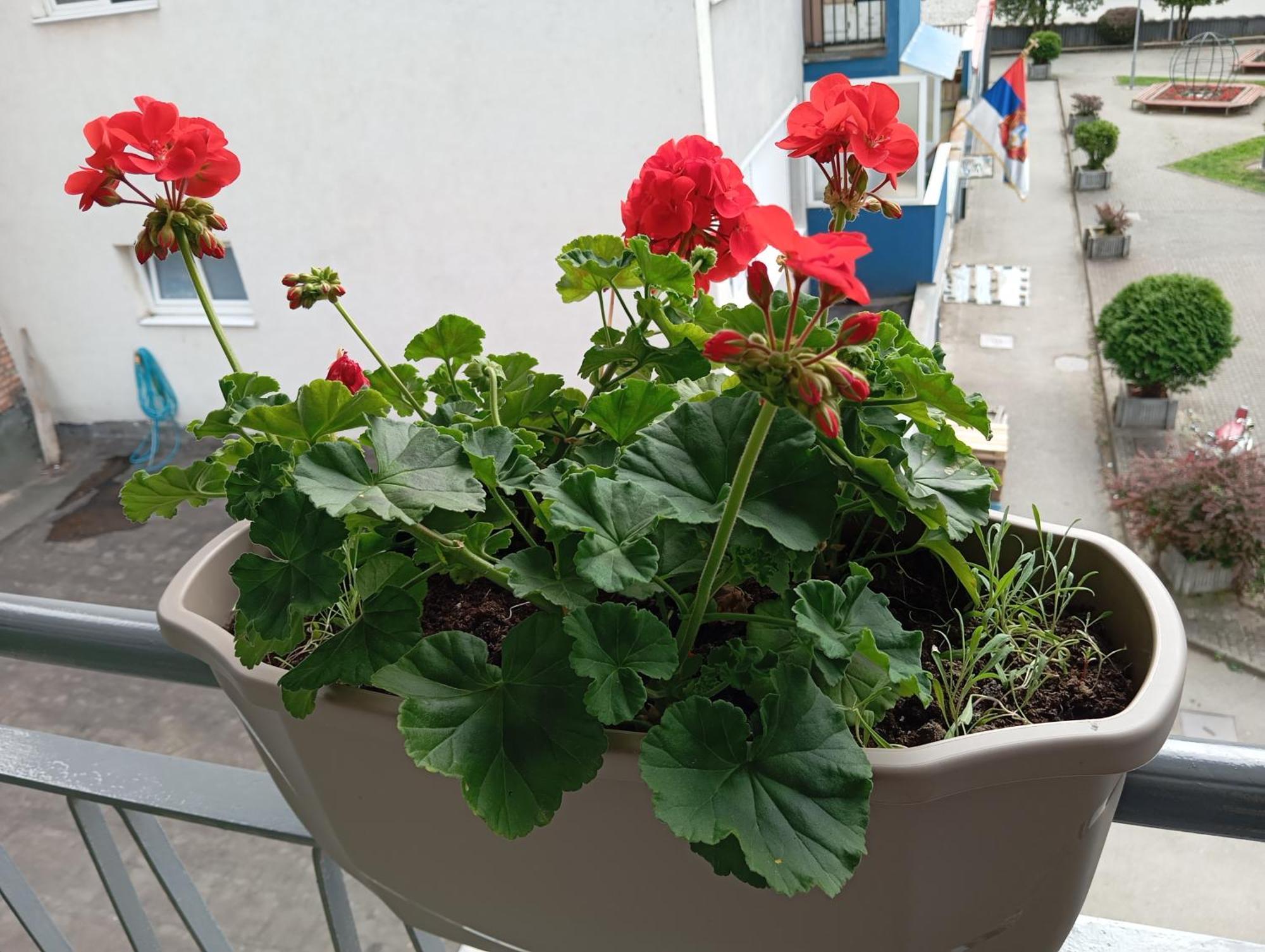 Apartment Radanovic *